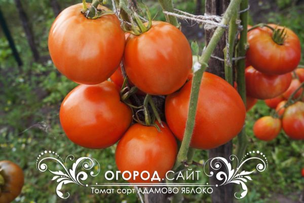 вкусные помидоры | ОГОРОД.сайт